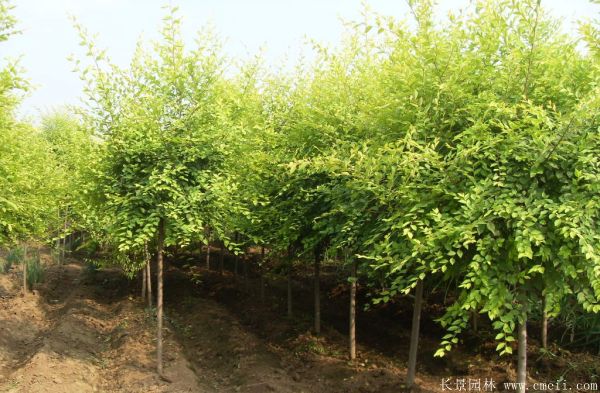 金葉榆圖片金葉榆基地實(shí)拍