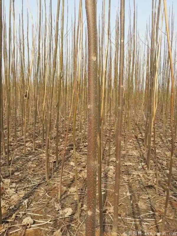 泡桐樹(shù)圖片泡桐樹(shù)基地實(shí)拍