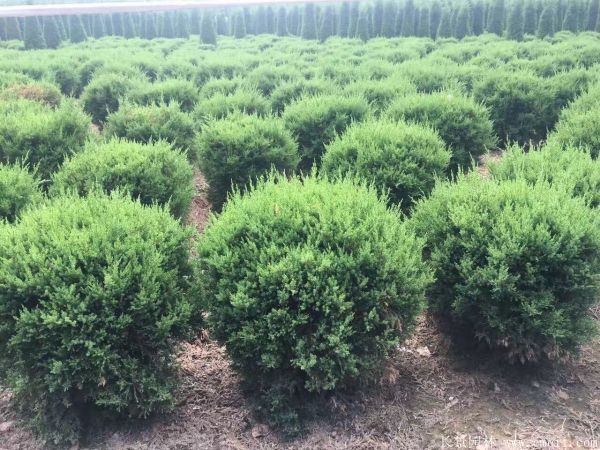 龍柏球圖片龍柏球基地實(shí)拍