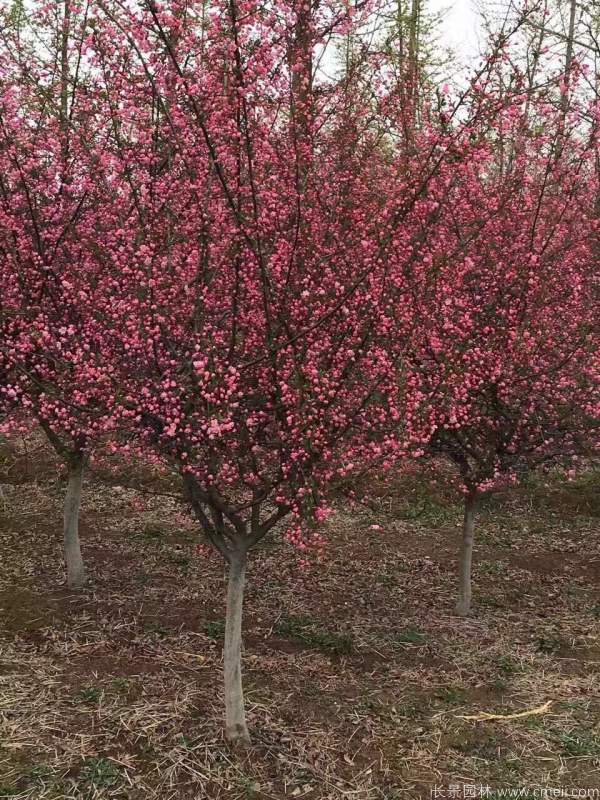 垂絲海棠圖片基地實(shí)拍 垂絲海棠圖片基地實(shí)拍