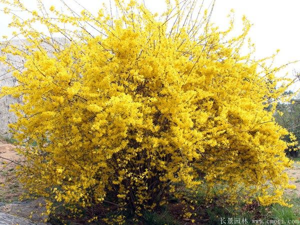 連翹圖片基地實(shí)拍 連翹圖片基地實(shí)拍