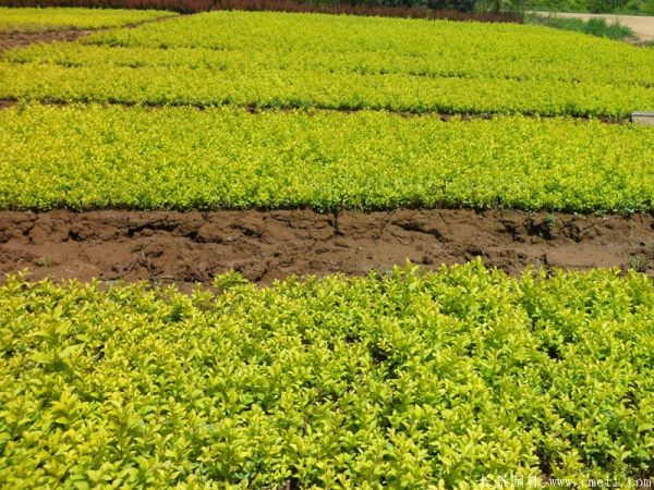 金葉女貞圖片基地實(shí)拍