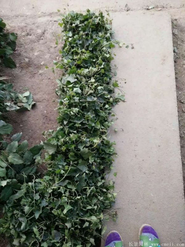 十大功勞圖片基地實(shí)拍