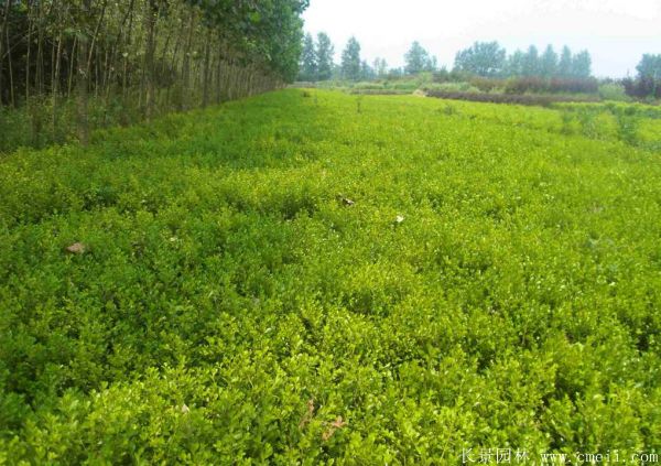 小葉黃楊圖片基地實拍 小葉黃楊圖片基地實拍