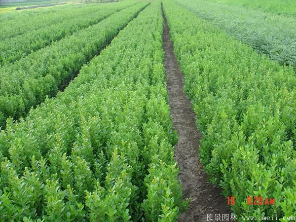 小葉黃楊圖片基地實拍 小葉黃楊圖片基地實拍