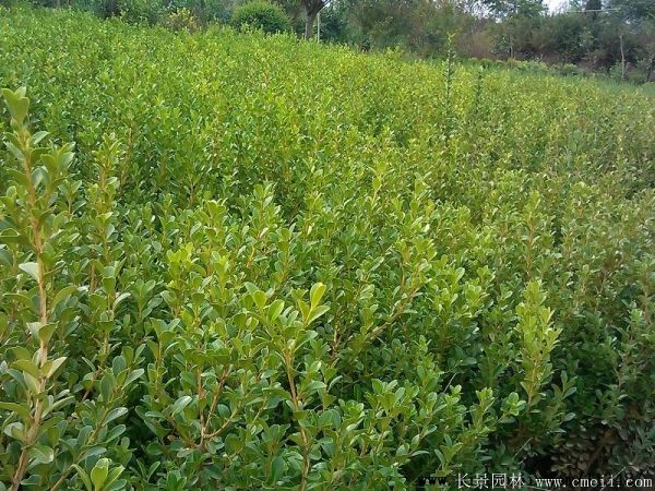 小葉黃楊圖片基地實拍 小葉黃楊圖片基地實拍