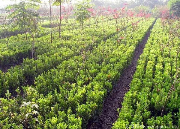 小葉黃楊圖片基地實拍 小葉黃楊圖片基地實拍