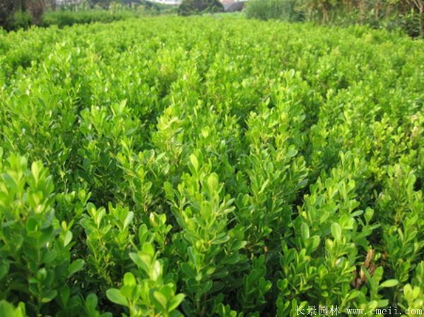 小葉黃楊圖片基地實拍 小葉黃楊圖片基地實拍