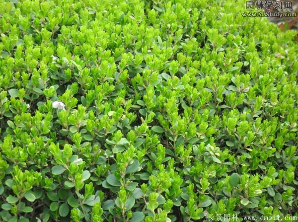 小葉黃楊圖片基地實拍 小葉黃楊圖片基地實拍