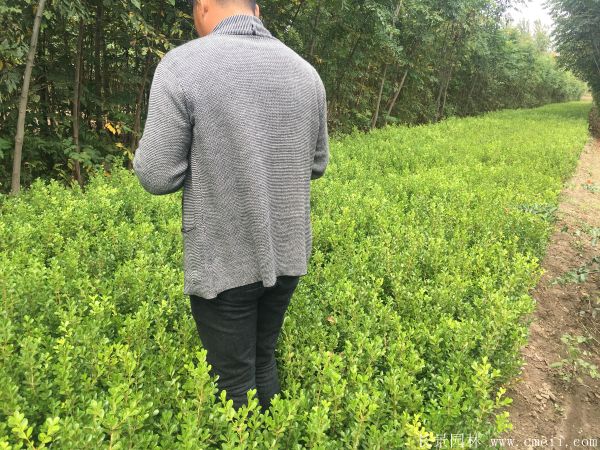 小葉黃楊圖片基地實拍 小葉黃楊圖片基地實拍