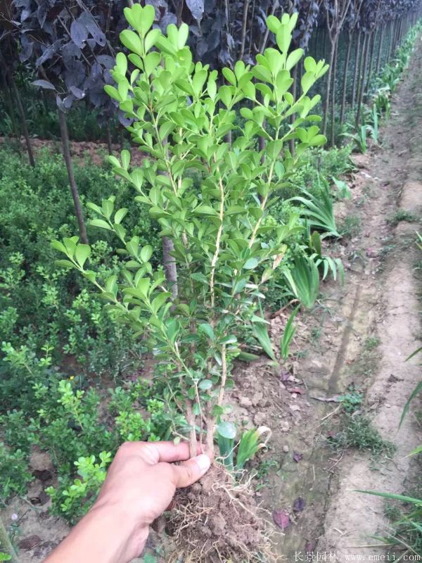 小葉黃楊圖片基地實拍 小葉黃楊圖片基地實拍