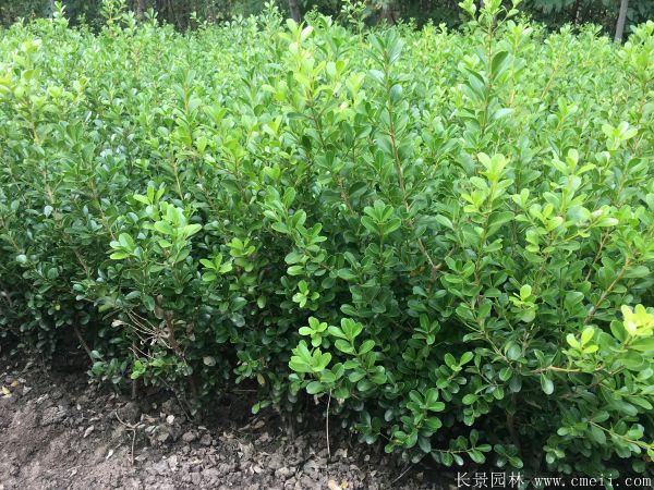 小葉黃楊圖片基地實拍 小葉黃楊圖片基地實拍