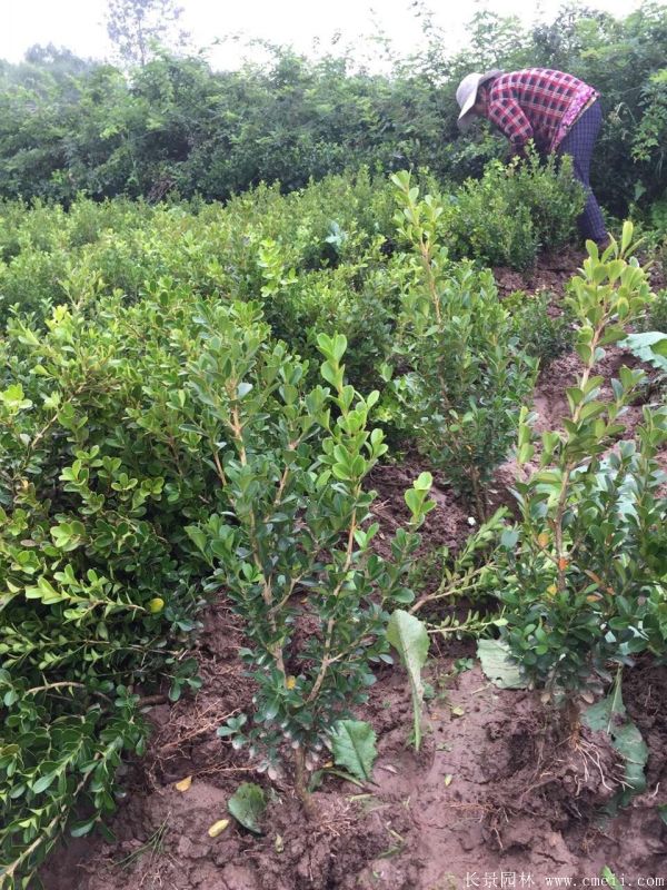 小葉黃楊圖片基地實拍 小葉黃楊圖片基地實拍