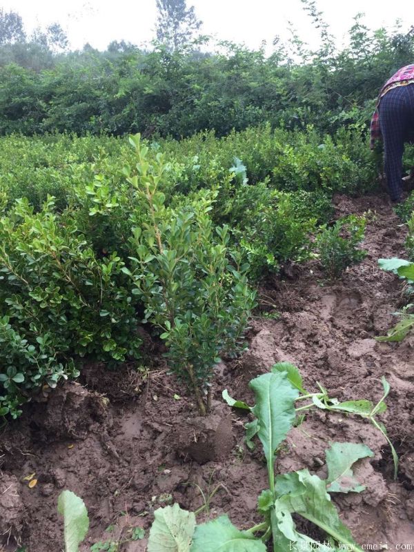 小葉黃楊圖片基地實拍 小葉黃楊圖片基地實拍