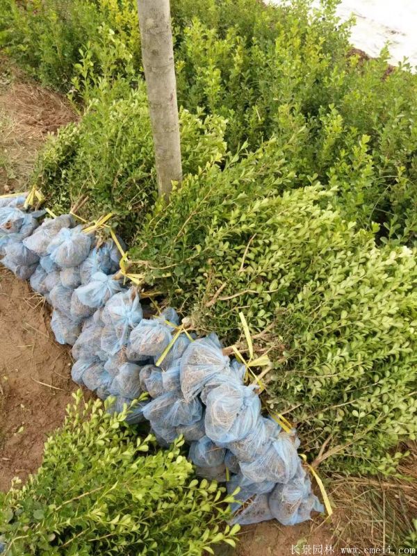 小葉黃楊圖片基地實拍 小葉黃楊圖片基地實拍