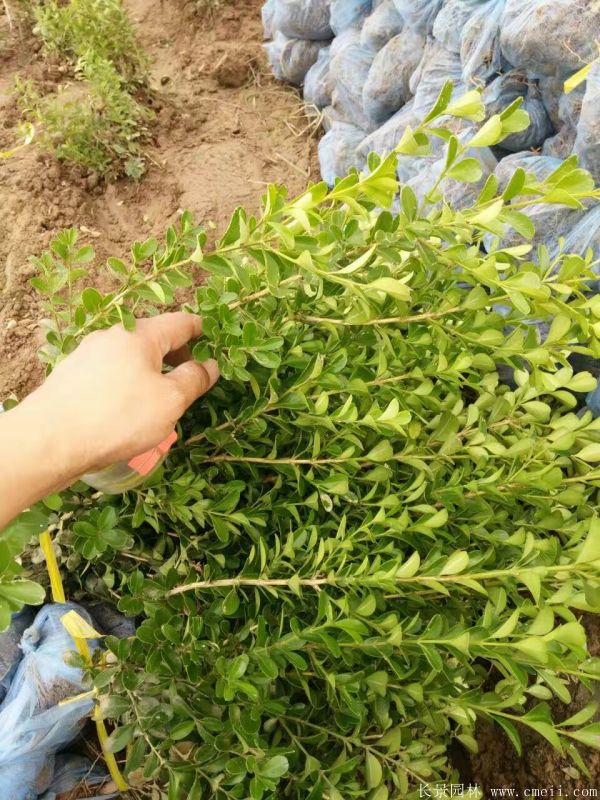 小葉黃楊圖片基地實拍 小葉黃楊圖片基地實拍