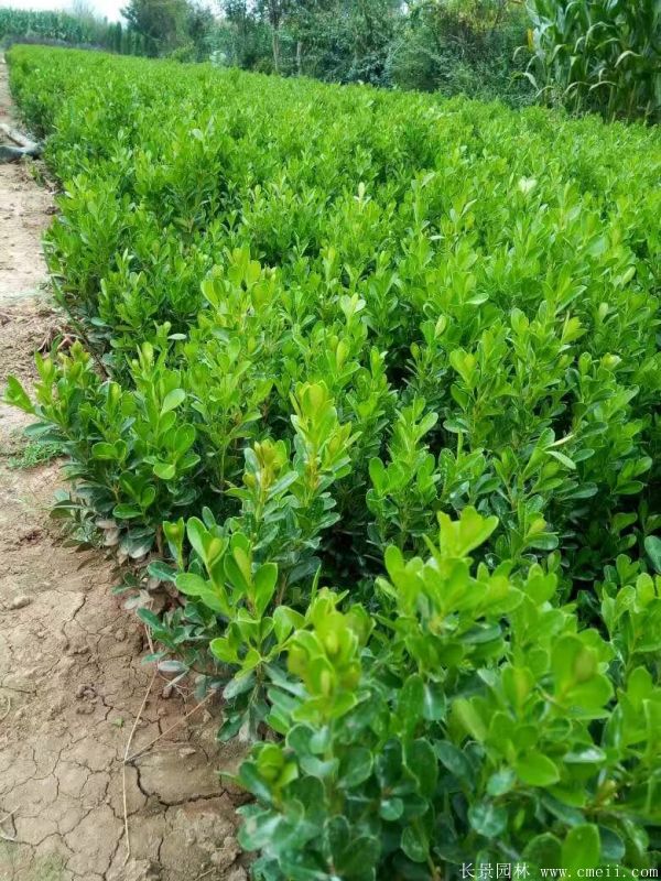 小葉黃楊圖片基地實拍 小葉黃楊圖片基地實拍