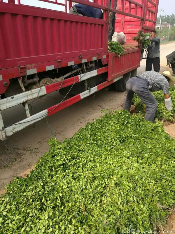 小葉黃楊圖片基地實拍 小葉黃楊圖片基地實拍