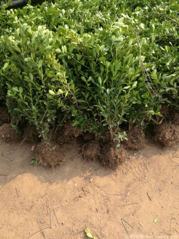 小葉黃楊圖片基地實拍 小葉黃楊圖片基地實拍