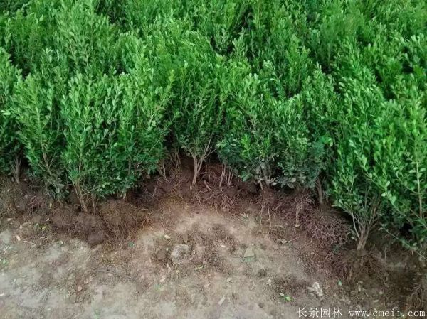 小葉黃楊圖片基地實拍 小葉黃楊圖片基地實拍