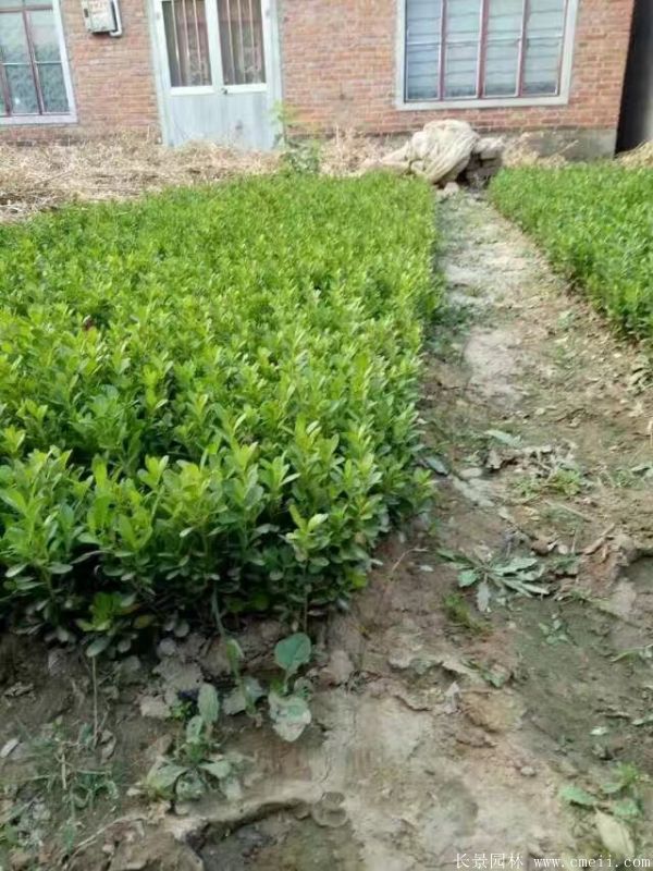 小葉黃楊圖片基地實拍 小葉黃楊圖片基地實拍