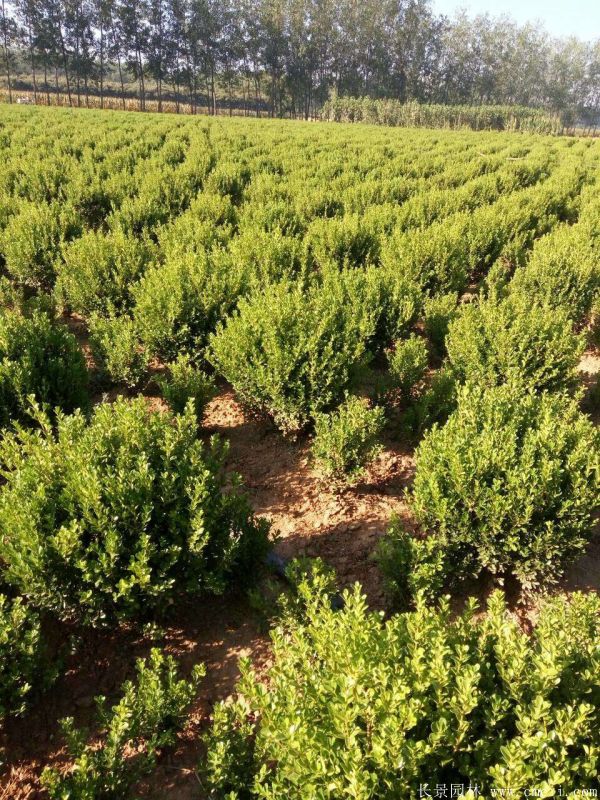 小葉黃楊圖片基地實拍 小葉黃楊圖片基地實拍