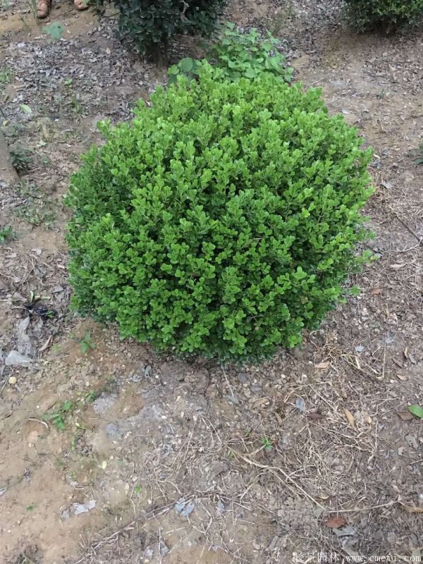 小葉黃楊圖片基地實拍 小葉黃楊圖片基地實拍