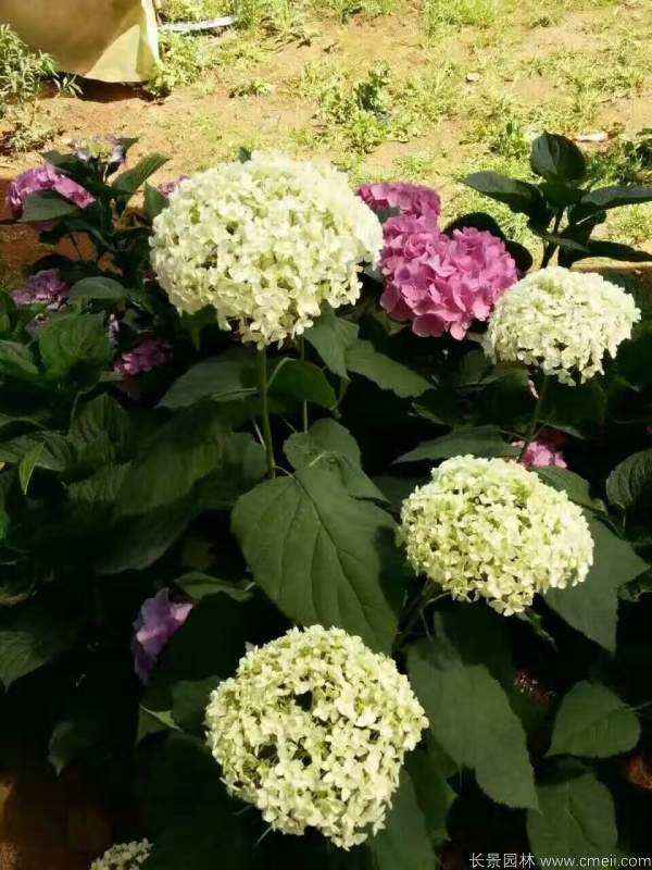 八仙花圖片基地實拍 八仙花圖片基地實拍