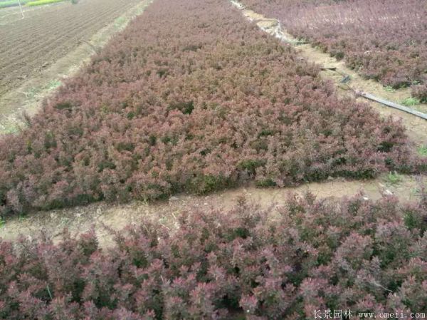 紅葉小檗圖片基地實(shí)拍 紅葉小檗圖片基地實(shí)拍