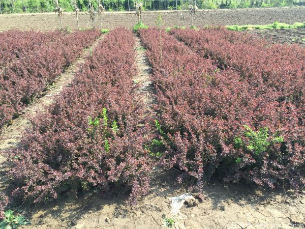 紅葉小檗圖片基地實(shí)拍 紅葉小檗圖片基地實(shí)拍