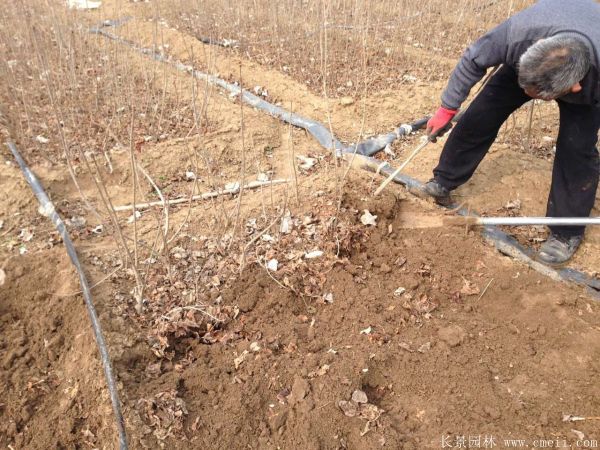 丁香圖片基地實(shí)拍 丁香圖片基地實(shí)拍