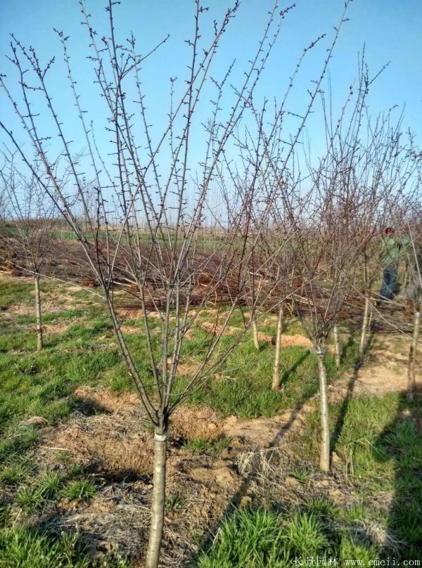 美人梅圖片基地實(shí)拍