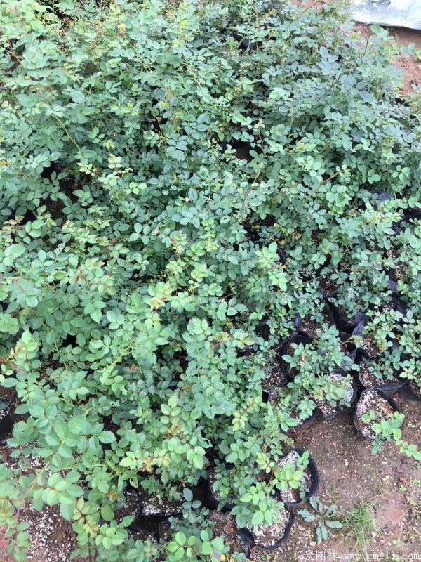 微型月季圖片基地實(shí)拍 微型月季圖片基地實(shí)拍