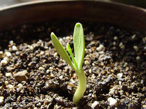 銀合歡種子發(fā)芽出苗圖片