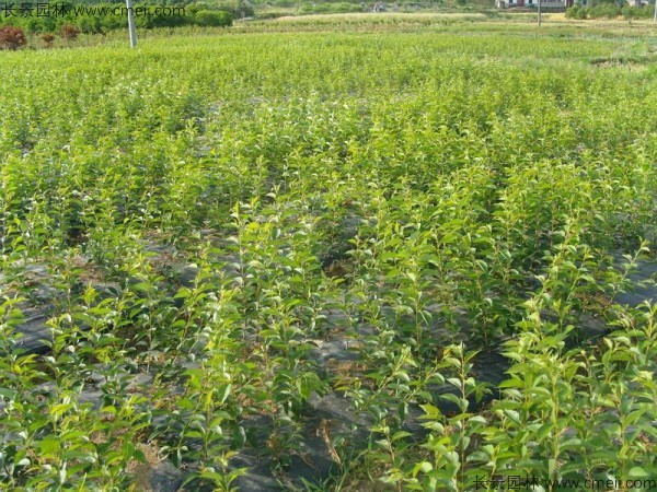 櫻花種子出苗發(fā)芽圖片 櫻花種子出苗發(fā)芽圖片