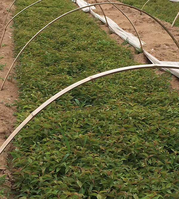 山櫻桃種子發(fā)芽出苗圖片