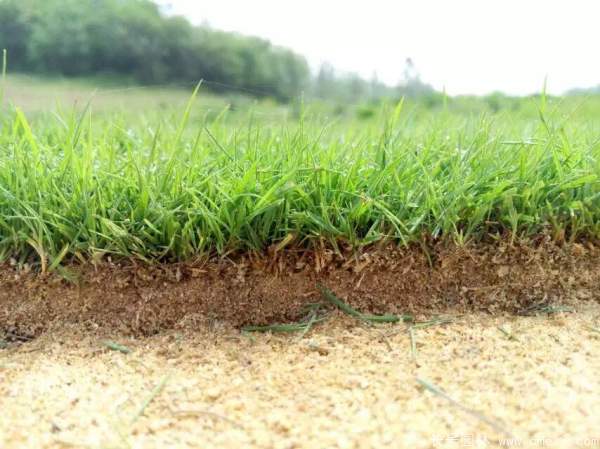 草坪圖片 草坪圖片