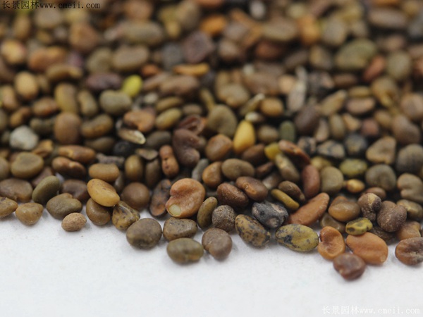 沙打旺種子圖片 沙打旺種子圖片