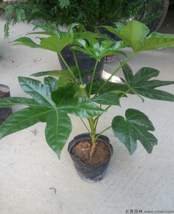 八角金盤(pán)種子發(fā)芽出苗圖片