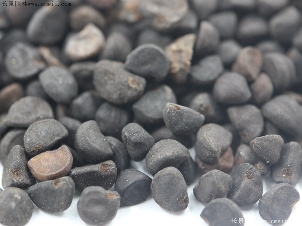 牽?；ǚN子圖片