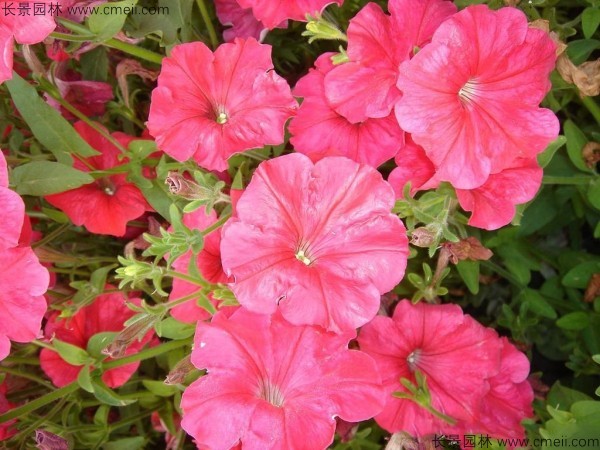 牽?；ǚN子發(fā)芽出苗開(kāi)花圖片