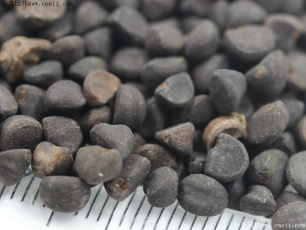 牽?；ǚN子圖片