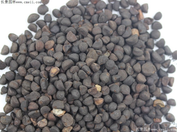 牽?；ǚN子圖片