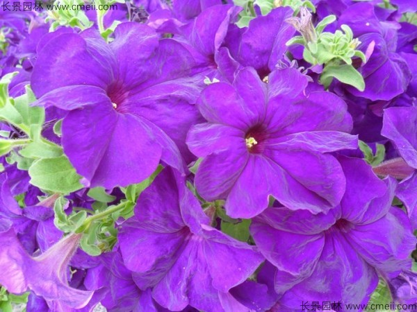 牽?；ǚN子發(fā)芽出苗開(kāi)花圖片