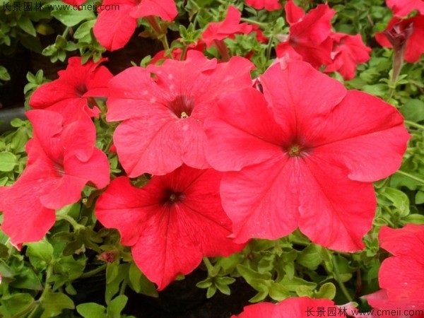 牽?；ǚN子發(fā)芽出苗開(kāi)花圖片