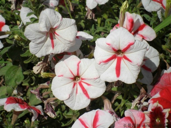 牽?；ǚN子發(fā)芽出苗開(kāi)花圖片