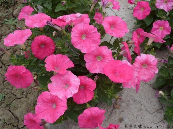 牽?；ǚN子發(fā)芽出苗開(kāi)花圖片