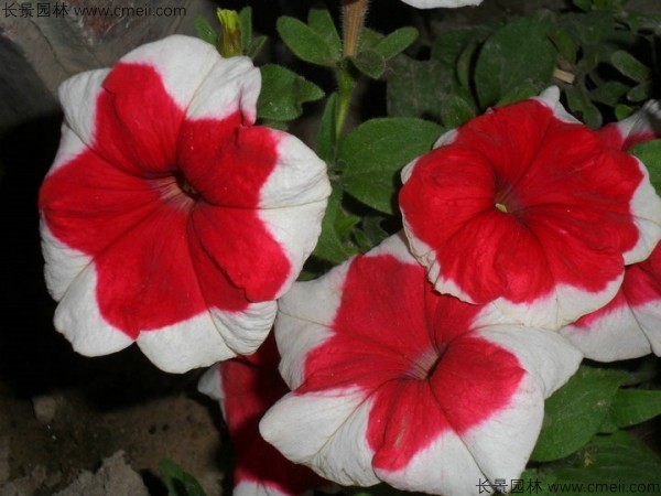 牽?；ǚN子發(fā)芽出苗開(kāi)花圖片