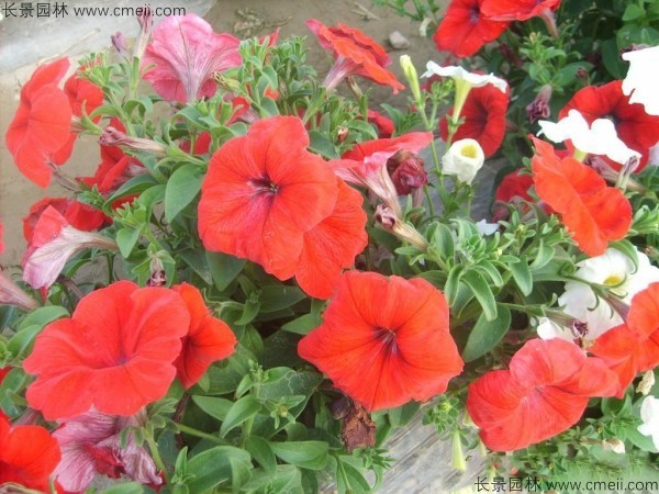 牽?；ǚN子發(fā)芽出苗開(kāi)花圖片