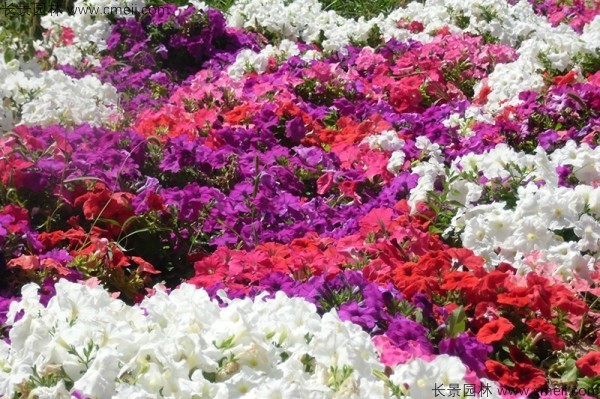 牽?；ǚN子發(fā)芽出苗開(kāi)花圖片